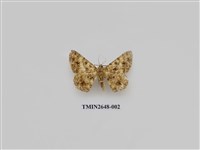 藏品(尺蛾177)的圖片